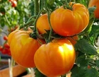 Seeds Tomato Orange Klondike Vegetable Rare Organic Non GMO Ukraine