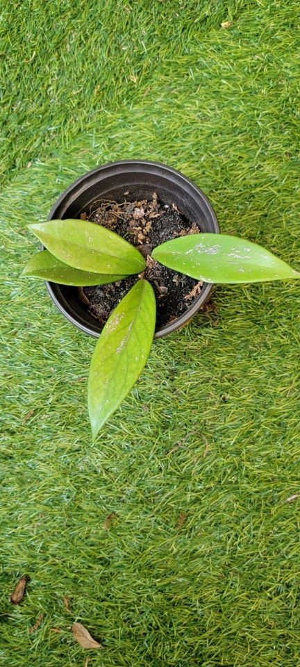 Hoya Live Plant Wax Flowers Porcelain Flower Pink Unrooted Cutting - Image 4 of 4