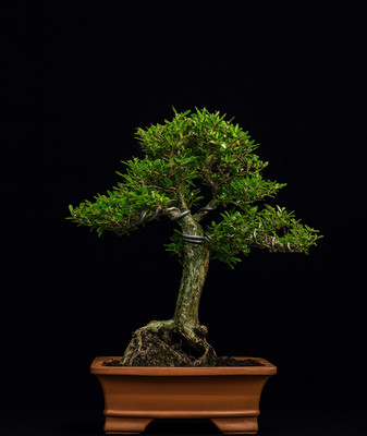 Serissa Japonica On The Rock Living Tree Bonsai Tree