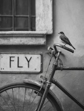 Gleitschirm gebraucht Swing