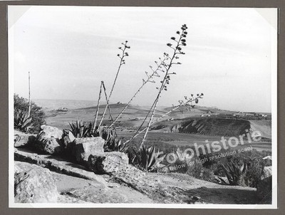 2x Foto Agrigento Sizilien Italien   Landschaft Agave Hügel Natur kunstvoll