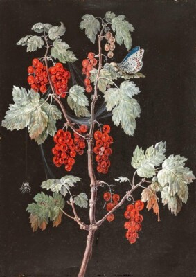 Oil painting Red-Currants-Barbara-Regina-Dietzsch-Oil-Painting Red-Currants-Barb