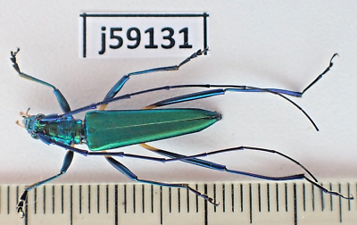 j59131. Insects, Cerambycidae sp. Vietnam, Ha Giang. A- | eBay