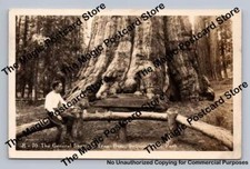 Young Man by General Sherman Tree RPPC Sequoia National Park Photo Cover 1948