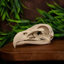 Bald Eagle Skull Replica 12.5cm museum quality replica Bone Model