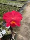 DO  Select - (Slc. Velvet Rubies x Circle of Life), mini-Cattleya, Orchid, RED! — photo 2