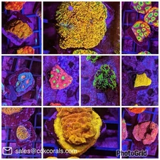 10 Piece Beginner Mixed Frag Pack Live Coral LPS Zoa Encrusters Chalice Favia