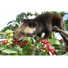 Authentic Kopi Luwak Coffee Beans Arabica Gayo Coffee Wild Civet Coffee 250Grams