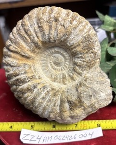 Large Natural Ammonite Fossil Specimen France/Morocco 4” X 5”