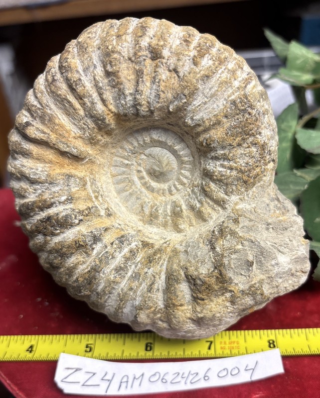 Large Natural Ammonite Fossil Specimen France/Morocco 4” X 5”
