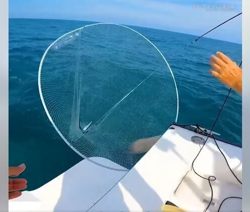 Live Bait Fishing Net Hoop Rig Collapsible w/ Case Ballyhoo Shrimp 48