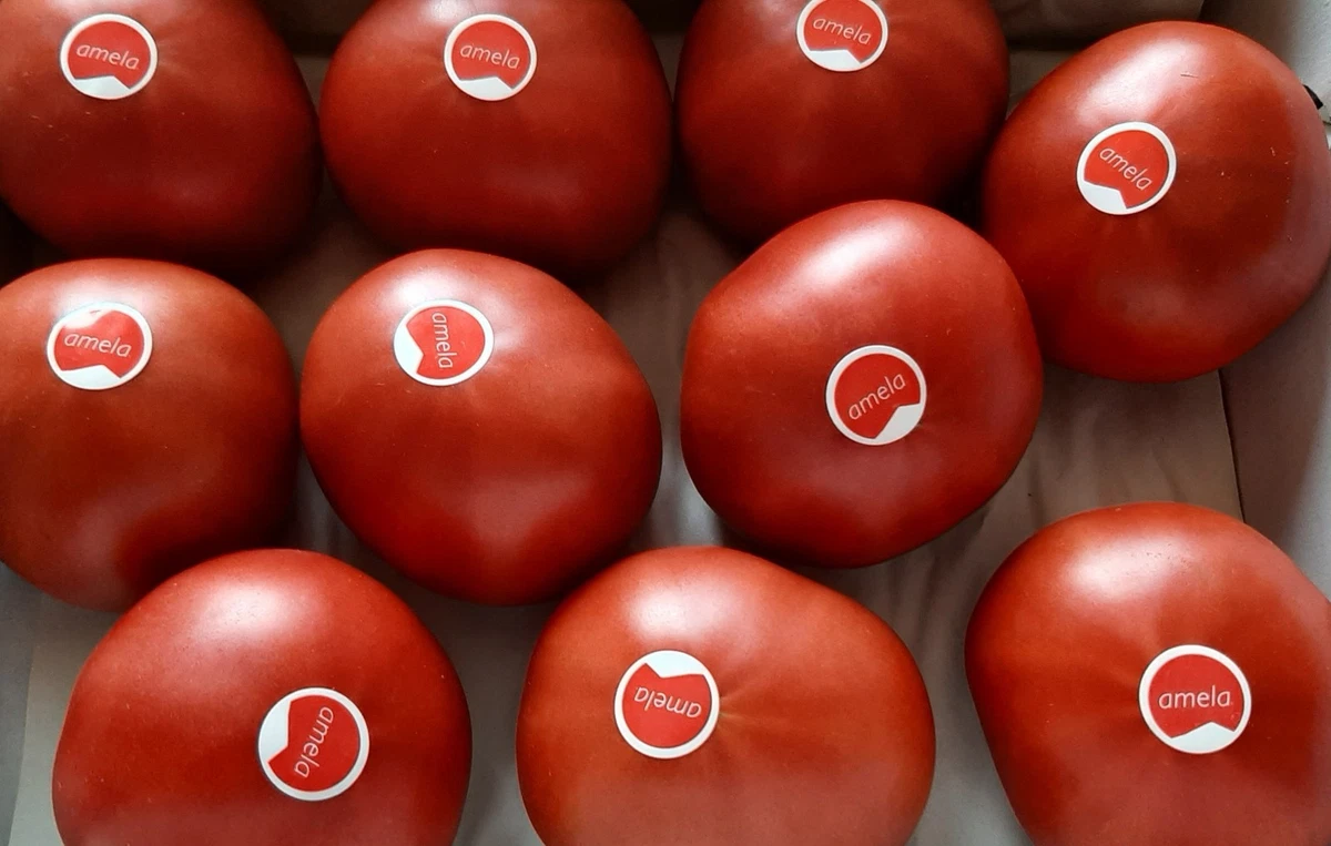 Tomaten-Samen online kaufen | eBay.de