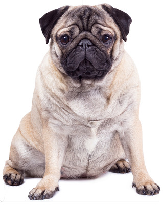 Giant Pug Dog Cardboard Cutout / Standee / Standup - Cute Pets Pooches
