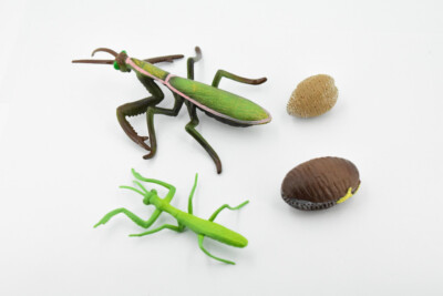 Life Cycle of a Praying Mantis Toy Model, Realistic, Educational
