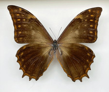 Morpho butterflies for collectors & artwork | Blue Morphos