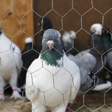 Chicken Wire Fencing Poultry Wire Mesh Fence Yard Garden Crafting Decor 11.85 per metre