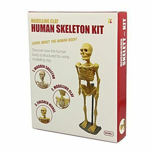 skeleton clay model