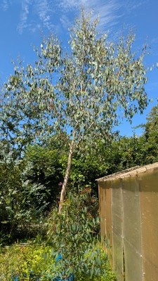 Eucalyptus camphora oder ''Broad leaved Sally''.
