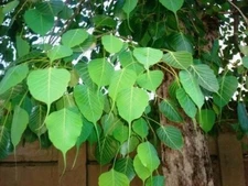 Dried Peepal Leaves 50g Sri lanka Fresh Natural Sacred Fig Leaf Ficus religiosa