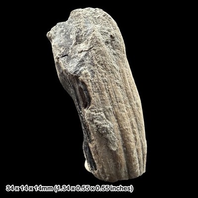 Ichthyosaurier Zahn Fossil Jurassic Coast Lyme Regis Dorset UK Meeresreptil  