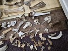 Various Animal Bones Large Lot — photo 9