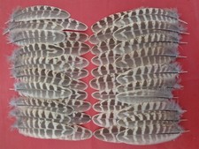 40 Small Hen Pheasant Wing Feathers 3.5" - 4" / 9cm - 10cm - UK Sourced - 