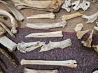 Various Animal Bones Large Lot — photo 7