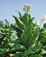 1000 Virginia Gold Tobacco Seeds ~ Heirloom Nicotiana Tabacum ~ Fast grow