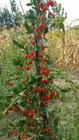Bild 6 von 6