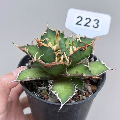1PCS 8-9cm Seedgrowth Agave Titanota Red Catweazle Cactis Rare Garden Seedling