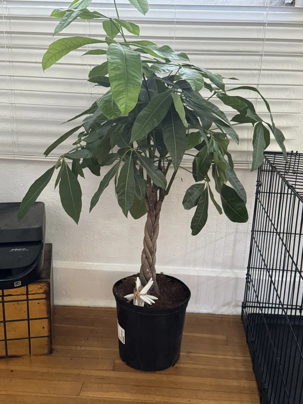 money tree plant large
