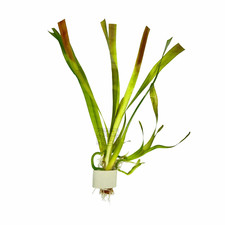 Vallisneria Gigantea Aquarium Plants Factory