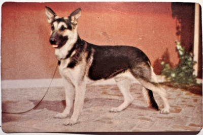 1949 CARNATION CORN FLAKES Dog Trading Card #24 German Shepherd 1F