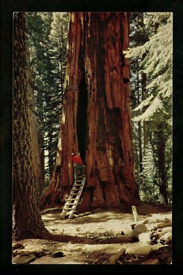 Tree postcard California Redwood Sequoia National Park Room Tree chrome