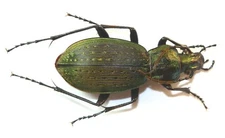 COLEOPTERA, CARABIDAE, CARABUS INSULICOLA from JAPAN