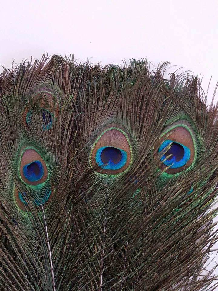 10-50 inches Natural Peacock Feathers with Big Natural Eyes 10-100 Pcs from GA - Image 4 of 4