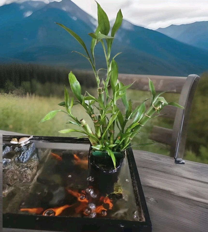 10 LUCKY BAMBOO PLANTS 4" Free Gold Wires Indoor Perennial,  Ideal GIFT - Image 3 of 4