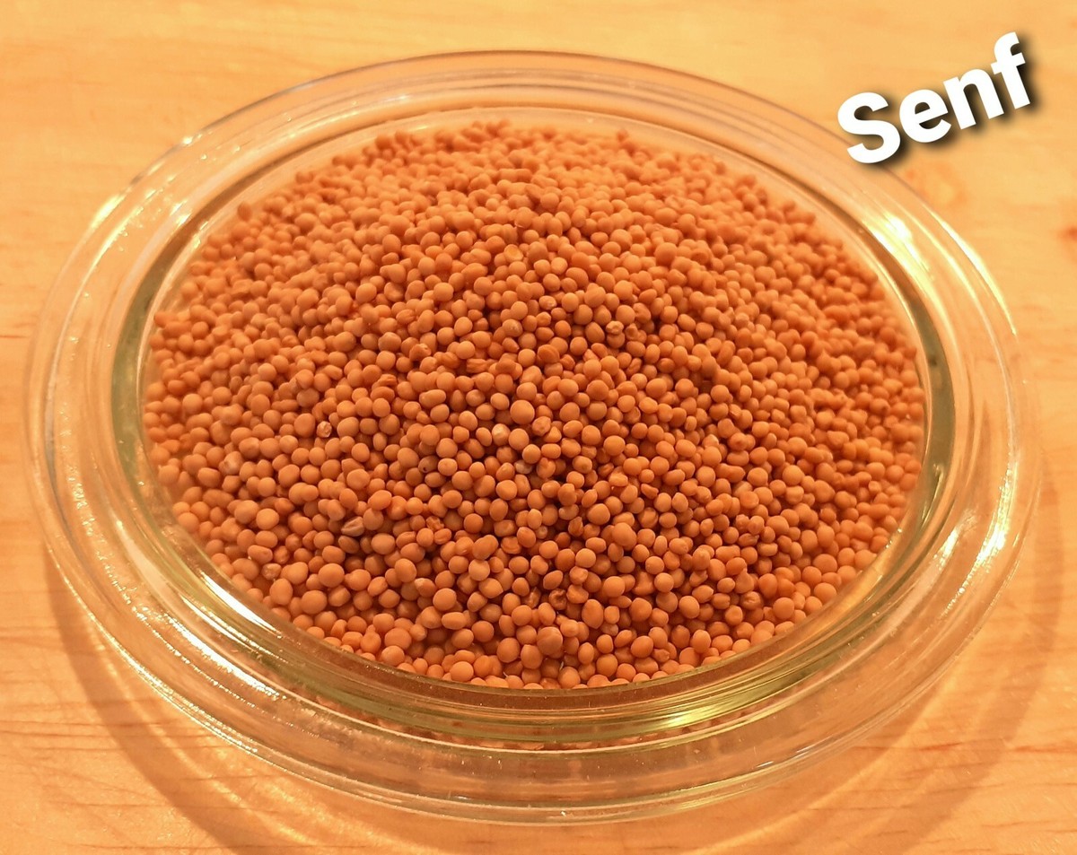 Senf Gelbsenf Saatgut 500 g Grndngung Zwischenfrucht Weisenf Senfsaat  Krner | eBay.de
