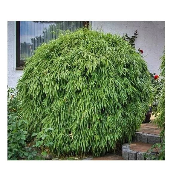 Bambú 'Sunset Glow' en zona de maceta de 3" 5-10. Fargesia rufa exterior ideal para jardín Foto 4 de 4