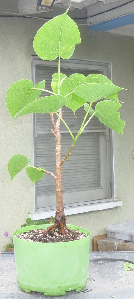 Sacred Fig Bodhi Tree Ficus Religiosa Pre Bonsai Dwarf Big Fat Trunk - Image 2 of 4