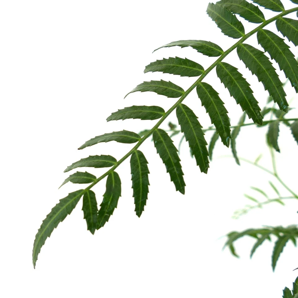 Schinus molle - Pfefferbaum | Peruanischer Pfefferbaum - Bild 2 von 3