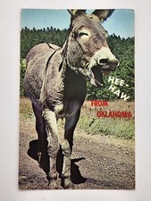 Postcard Donkey Braying OK  Funny Novelty Hee...