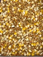 Feed For ALL Types of Pigeons, Protein Rich Blend For Birds in BULK YOU PICK