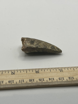 Tyrannosaurus T REX 2.25  African Carcharodontosaurus REAL FOSSIL CS 144
