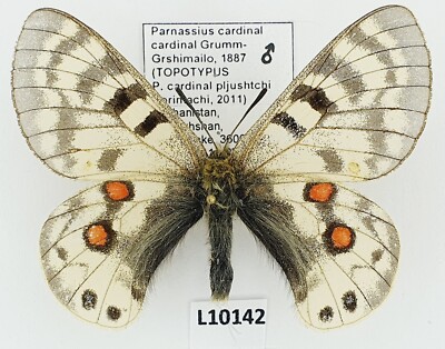 Parnassius cardinal cardinal, male, A2-/B, Afghanistan, TOPOTYPUS