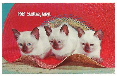 SIAMESE Cats THREE LITTLE KITTENS 3 A HAT FULL Port Sanilac MI Postcard 1966 