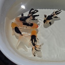 Live Fish Oranda Goldfish Juvenile Lemon Head Panda 2-2.5 inch Volume Discounts