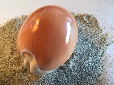 Golden Cypraea