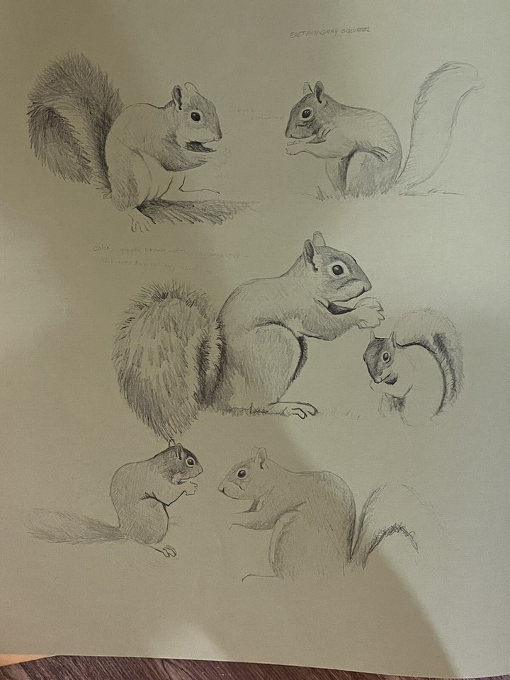 Jim Oliver Signed Eastern Gray Squirrel Print Wood Frame Plate No 1 500