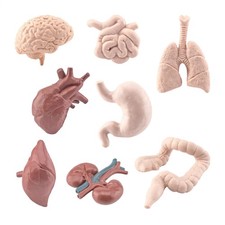 3D Human Body Anatomy Organ Model Toy Child Educational Biology Science Kits Toy